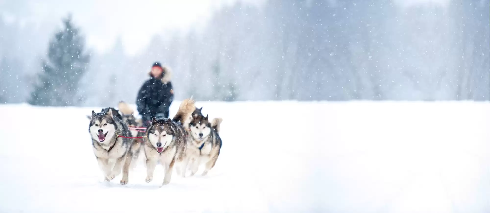 dog-sledging-northern-norway-102240317-norwegian-adventure-company.jpg – Norwegian Adventure Company